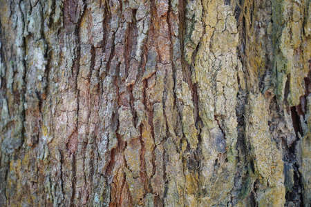 Wood texture background. trunk detail texture background. Bark tree texture wallpaper. Abstract...