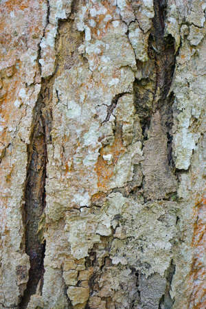 Wood texture background. trunk detail texture background. Bark tree texture wallpaper. Abstract background. Gnarl tree. Space for text in template. Empty concept.の写真素材
