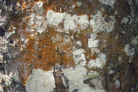 Wood texture background. trunk detail texture background. Bark tree texture wallpaper. Abstract background. Gnarl tree. Space for text in template. Empty concept.の写真素材
