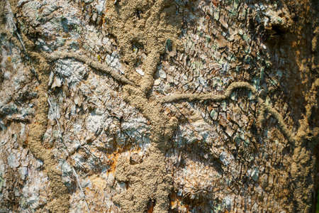 Wood texture background. trunk detail texture background. Bark tree texture wallpaper. Abstract...