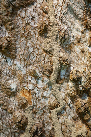 Wood texture background. trunk detail texture background. Bark tree texture wallpaper. Abstract...