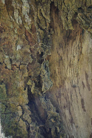 Wood texture background. trunk detail texture background. Bark tree texture wallpaper. Abstract...