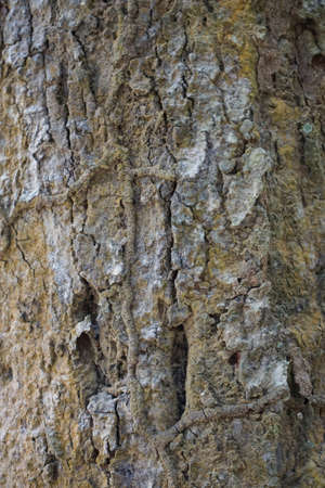 Wood texture background. trunk detail texture background. Bark tree texture wallpaper. Abstract background. Gnarl tree. Space for text in template. Empty concept.の写真素材