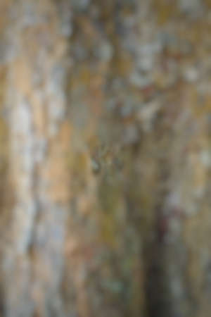 Wood texture background. trunk detail texture background. Bark tree texture wallpaper. Abstract background. Gnarl tree. Space for text in template. Empty concept.の写真素材