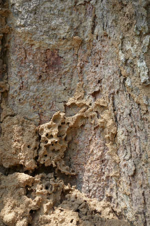 Wood texture trunk detail