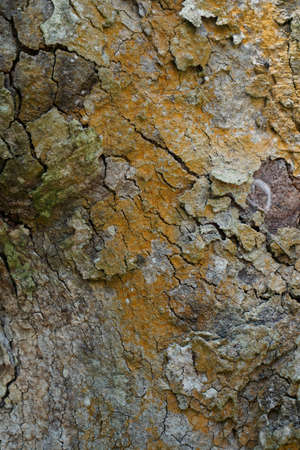 Wood texture background. trunk detail texture background. Bark tree texture wallpaper. Abstract background. Gnarl tree. Space for text in template. Empty concept.の写真素材