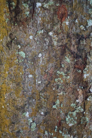 Wood texture background. trunk detail texture background. Bark tree texture wallpaper. Abstract background. Gnarl tree. Space for text in template. Empty concept.の写真素材