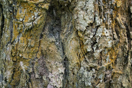 Wood texture background. trunk detail texture background. Bark tree texture wallpaper. Abstract background. Gnarl tree. Space for text in template. Empty concept.の写真素材