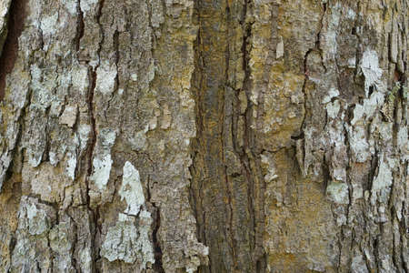 Wood texture background. trunk detail texture background. Bark tree texture wallpaper. Abstract background. Gnarl tree. Space for text in template. Empty concept.の写真素材