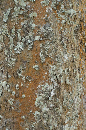Wood texture background. trunk detail texture background. Bark tree texture wallpaper. Abstract background. Gnarl tree. Space for text in template. Empty concept.の写真素材