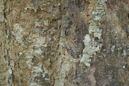 Wood texture background. trunk detail texture background. Bark tree texture wallpaper. Abstract background. Gnarl tree. Space for text in template. Empty concept.の写真素材