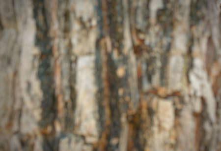 Wood texture background. trunk detail texture background. Bark tree texture wallpaper. Abstract...
