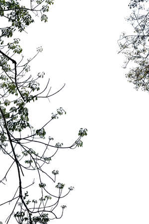 Branch isolated on white background, Tree silhouette on white background. Copy spaceの写真素材
