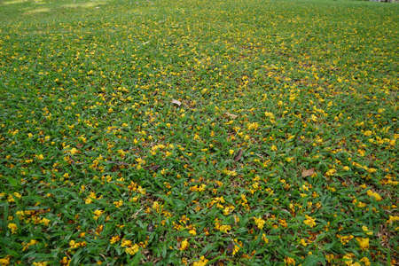 Green grass natural background. Top view.の写真素材