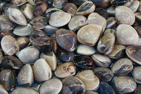 Too soft, fresh enamel venus shell (Meretrix lyrata) for sale in the market at Thailand. enamel...