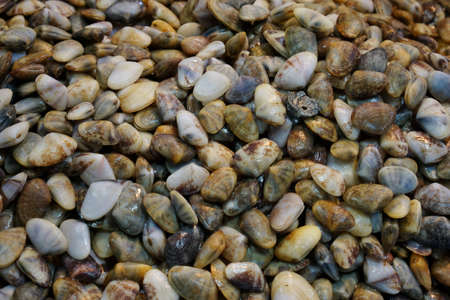 Too soft, fresh enamel venus shell (Meretrix lyrata) for sale in the market at Thailand. enamel venus shell abstract background. seafood on ice. marine bivalve molluscs in the  Veneridae.の写真素材