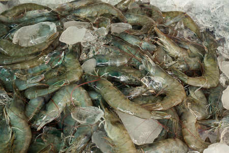 Too soft, fresh prawns for sale in the fish market at Thailand. seafood on ice. fresh shrimp seafood product. prawns abstract background.の写真素材