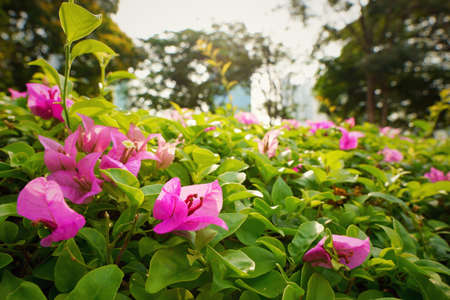 Pink flower on green natural background. blooming bougainvillea, bougainvillea flowers as a background. Flora wallpaper concept.の写真素材