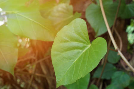 Sacred Tree for Hindus and Buddhist. Bodhi leaves or pho leaves with sunlight on natural background,...