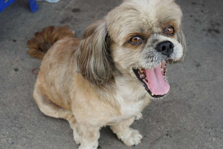 Chihuahua dog sitting on the floor. Brown dog on blurred background. Relaxing dog. Look at camera.
