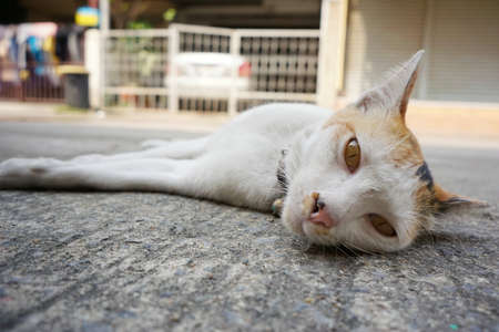 calico cat. three colors cat and Yellow eyes On the stone floor. calico cat relax On the concrete floor. copy space.の写真素材
