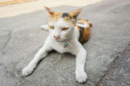 calico cat. three colors cat and Yellow eyes On the stone floor. calico cat relax On the concrete floor. copy space.の写真素材