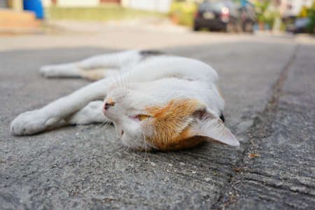 calico cat. three colors cat and Yellow eyes On the stone floor. calico cat relax On the concrete floor. copy space.の写真素材