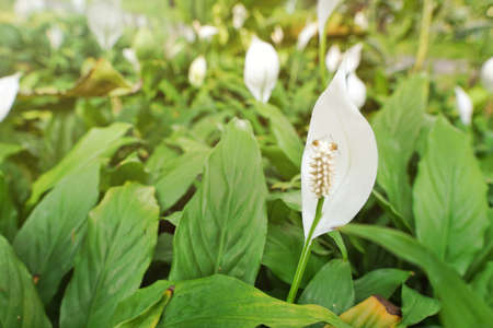Top view peace Lily flower  as a background. White flowers on green background. Abstract leaf texture. Natural green wallpaper concept.の写真素材