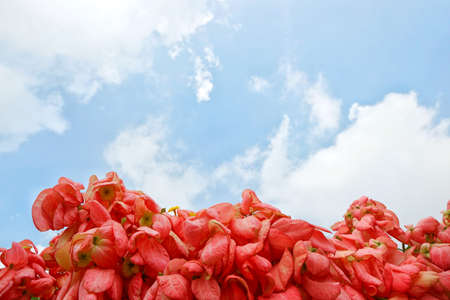 Red flowers on blurred branch and leaves background, Pink Dona Queen Sirikit Flower on blue sky and sunlight background in the garden. mussaenda philippica flower. nature wallpaper concept. Empty.の写真素材