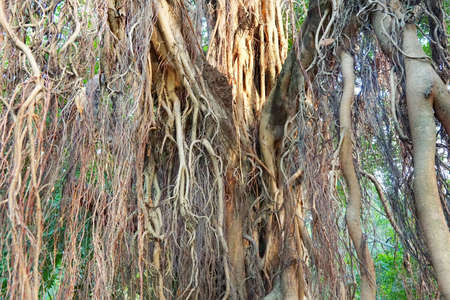 Abstract branch background. (banyan), nature wallpaper concept. Empty. Too Soft. space for your...
