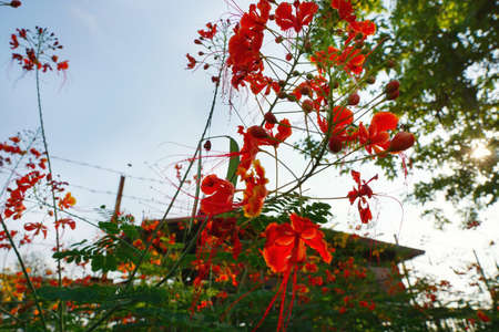 Looking up red flowers on blurred branch and leaves background, peacock Flower as a background in the garden. nature wallpaper concept. Empty, Too Soft, space for your text.(Barbados Pride)の写真素材