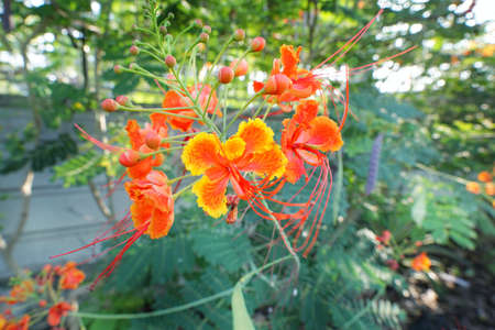 Close up red flowers on blurred branch and leaves background, peacock Flower as a background in the...