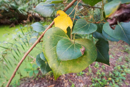 Sacred Tree for Hindus and Buddhist. Bodhi leaves or pho leaves on natural background, heart leaf,...