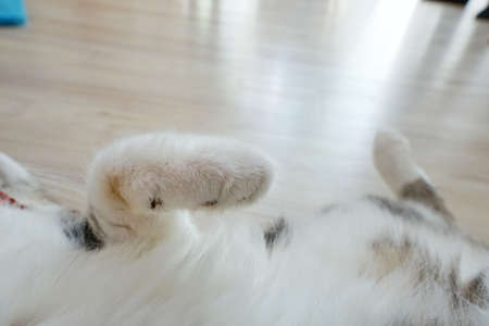 Close up Cat white paw lying belly up on the wood floor. Space for text in template.の写真素材