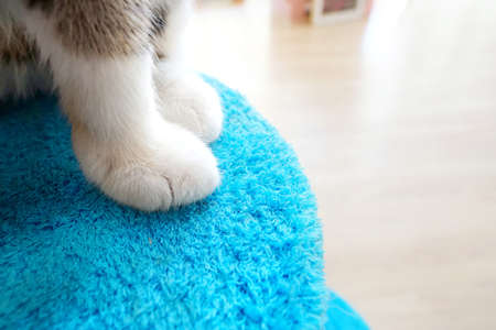 Close up cat white paw on the fur. Space for text in template.の写真素材