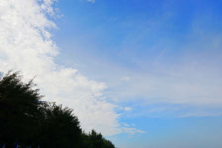 Tree silhouette on blue sky and cloud background. beautiful nature blue sky with trees, Looking up branch on sky background. pictured from Space for text in template. abstract wallpaper. Empty conceptの写真素材