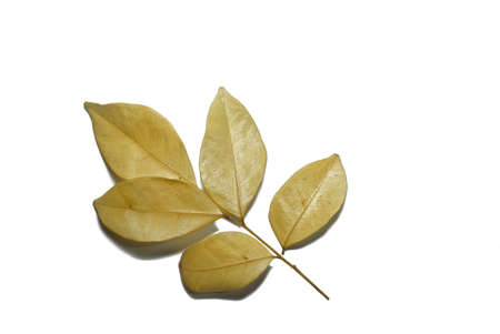 Dry leaves isolated on white background. Golden, autumn leaf, Space for text in template.の写真素材