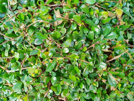 Green background of the ground cover plants. leaves texture. Top view. Natural green concept, Grass texture. Abstract background.の写真素材