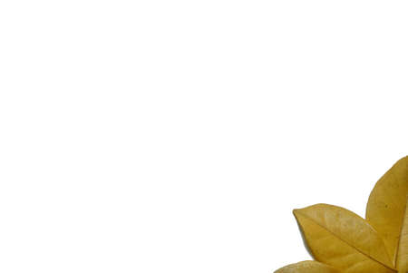 Dry leaves isolated on white background. Golden, autumn leaf, Space for text in template.の写真素材
