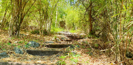 Travel Thailand - road in the woods in Khao Nang Phanthurat Forest Park at Cha am. road in the...