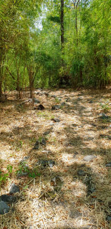 Travel Thailand - road in the woods in Khao Nang Phanthurat Forest Park at Cha am. road in the...