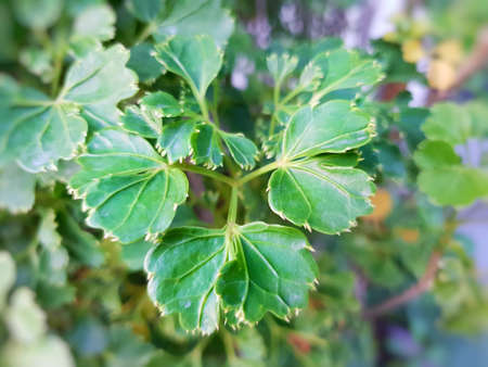 Green leaves as a background (Polyscias Guilfoylei, Quercifolia or Geranium Aralia), Ecological...