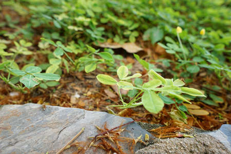 Soft Focus of green leaves with sunlight as a background.(pinto peanut, forrajero perenne, amendoim...