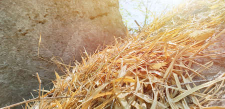 Dry bamboo as a background, dry leaves on the ground with sunlight in the forest, dead leaf texture, Dry season, Natural yellow wallpaper. Ecological Concept,の写真素材
