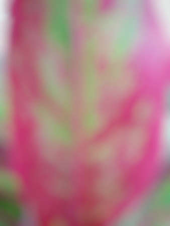 Abstract branch and leave background. Natural pink background. Ecological Concept, Top view. (Chinese Evergreen or Aglaonema modestum)の写真素材