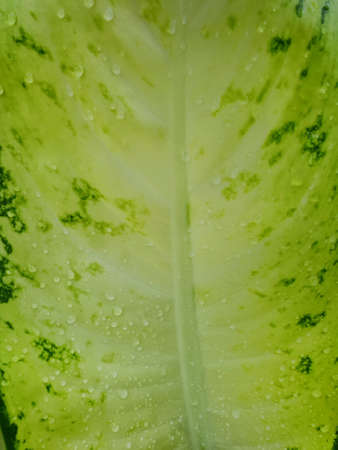 Top view of leaves Chinese Evergreen or Aglaonema modestum as a background. Natural green wallpaper,...