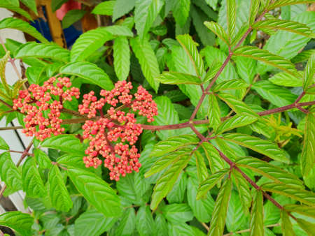 Top view of leaves leea rubra as a background. Natural green wallpaper, Ecological Concept. (Leea guineensis, Leeaceae), red flower on leaf background.の写真素材