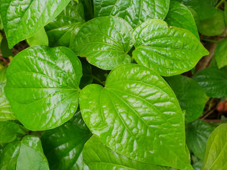 Top view of leaves Piper betle as a background. Natural green wallpaper, Ecological Concept. (Piperaceae), copy spaceの写真素材