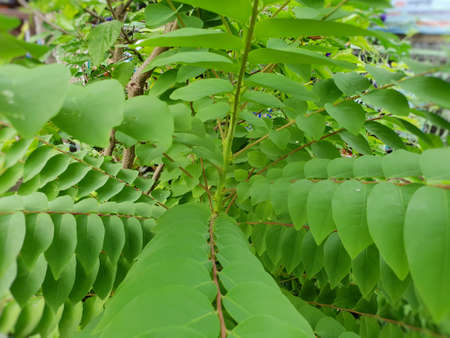 Close up of leaves Phyllanthus acidus as a background. Natural green wallpaper, Ecological Concept. tropical fruit (Star-goose berry, Otaheite-goose berry, Euphorbiaceae), abstract branch and leaf.の写真素材