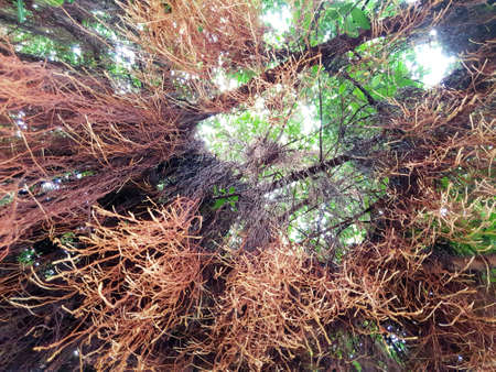 Looking up at big tree, Space for text in template. Green background, Tree silhouette on sky. Abstract branch and leaves. Banyan, Ecological Concept (MORACEAE, Ficus annulata)の写真素材